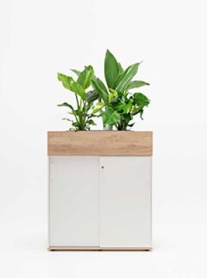Plant pots