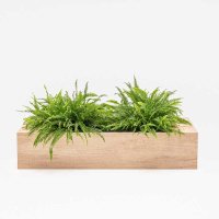 plant pot Standard: honey oak
