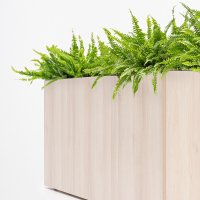 plant pot Standard: acacia